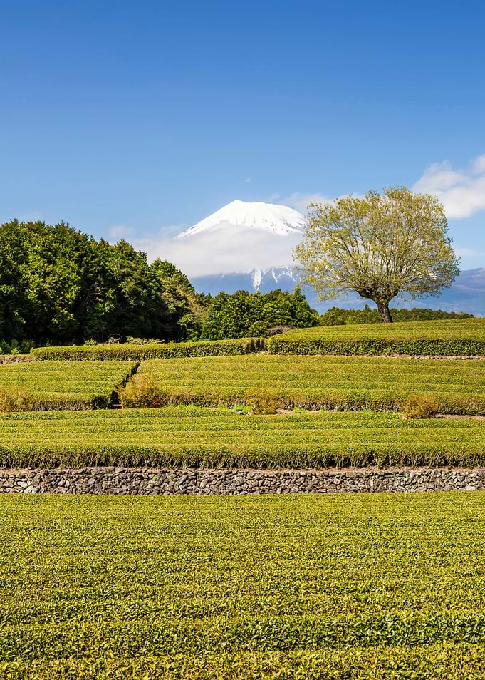 Obuchi tea plantation