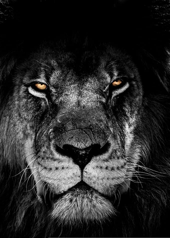 Lion face