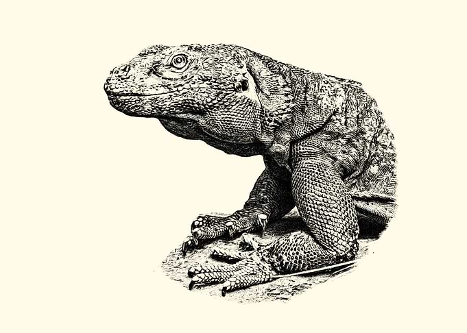 Chuckwalla