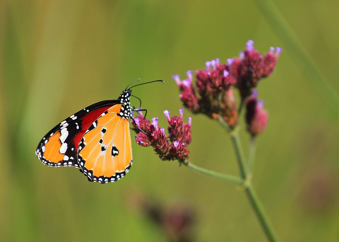 African Monarch Butterfly