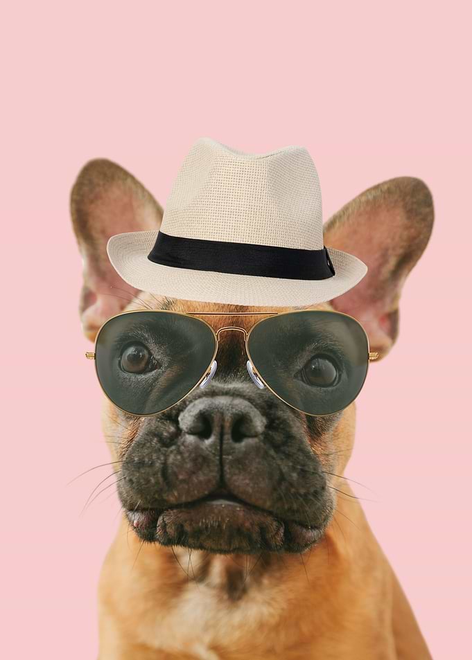 cute dog with fedora hat
