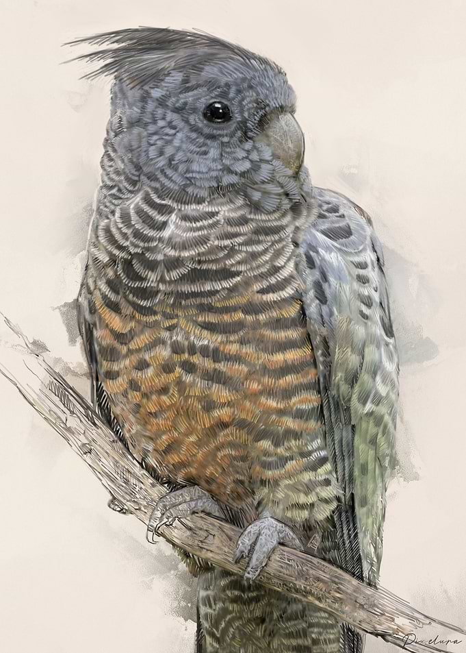 Gang Gang Cockatoo 001