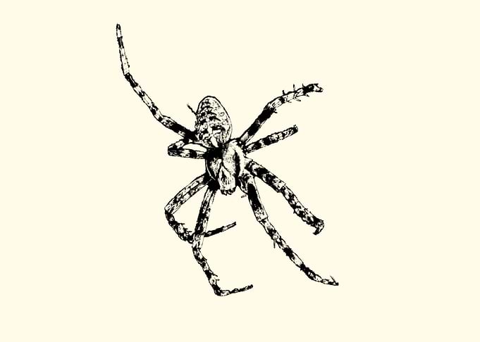 Spider