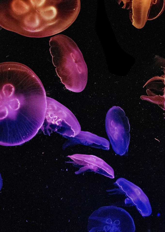 jellyfish only one