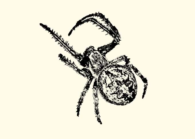 Cross spider