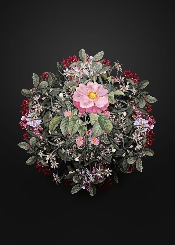 Speckled Provins Rose