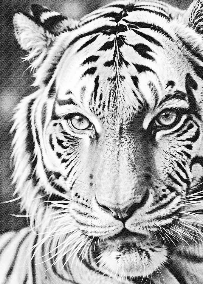 Tiger angry