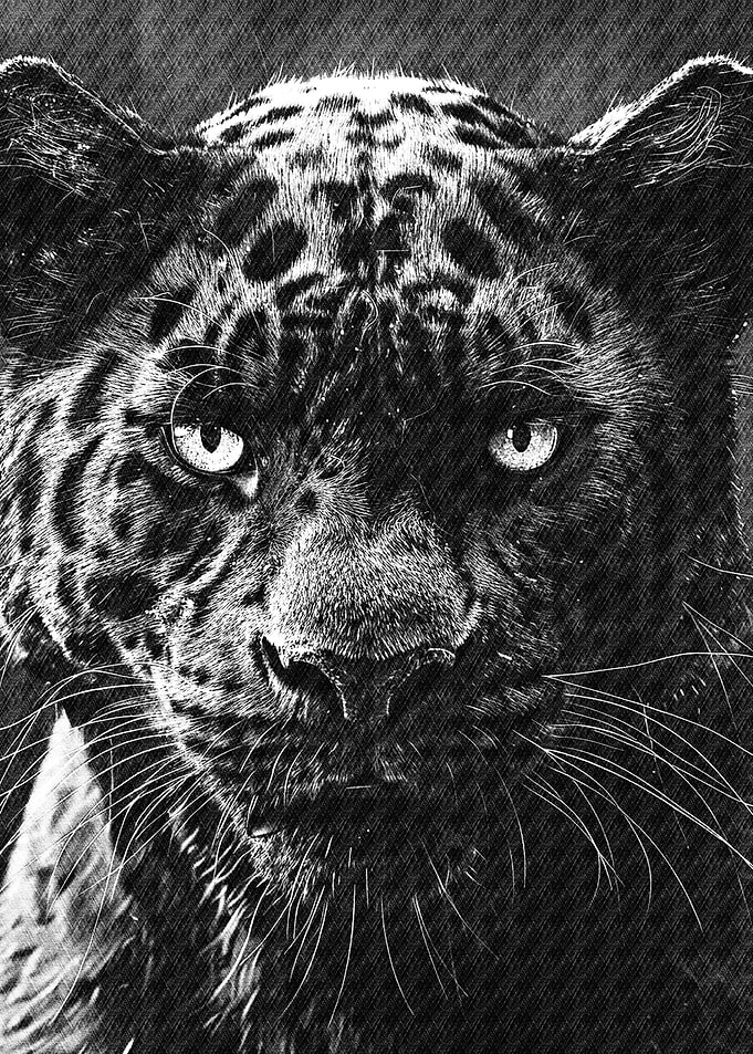Jaguar angry