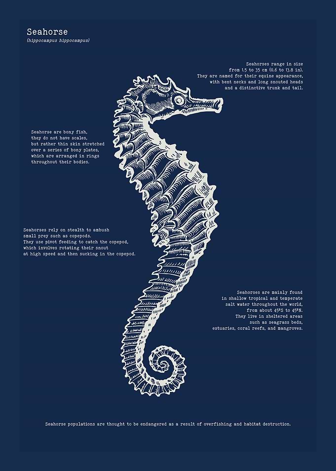 seahorse sketches