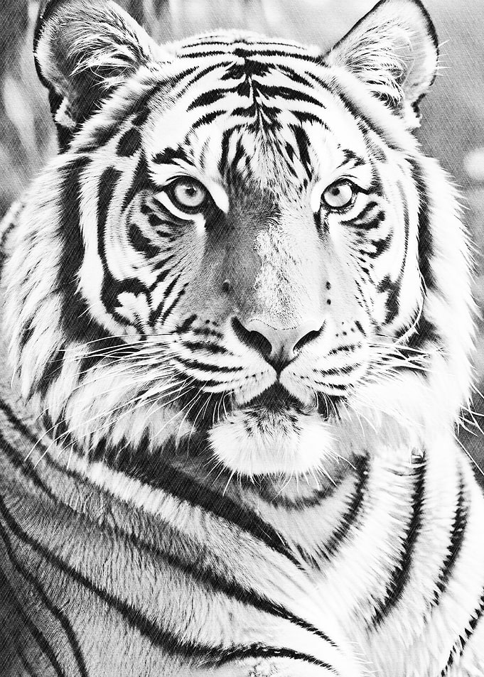 Elegant tiger