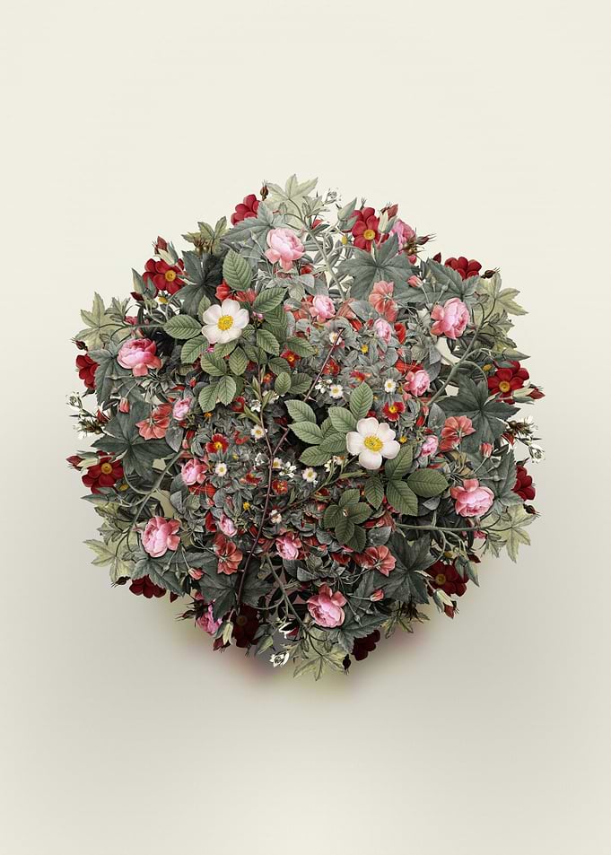 Spiny Rose of Dematra