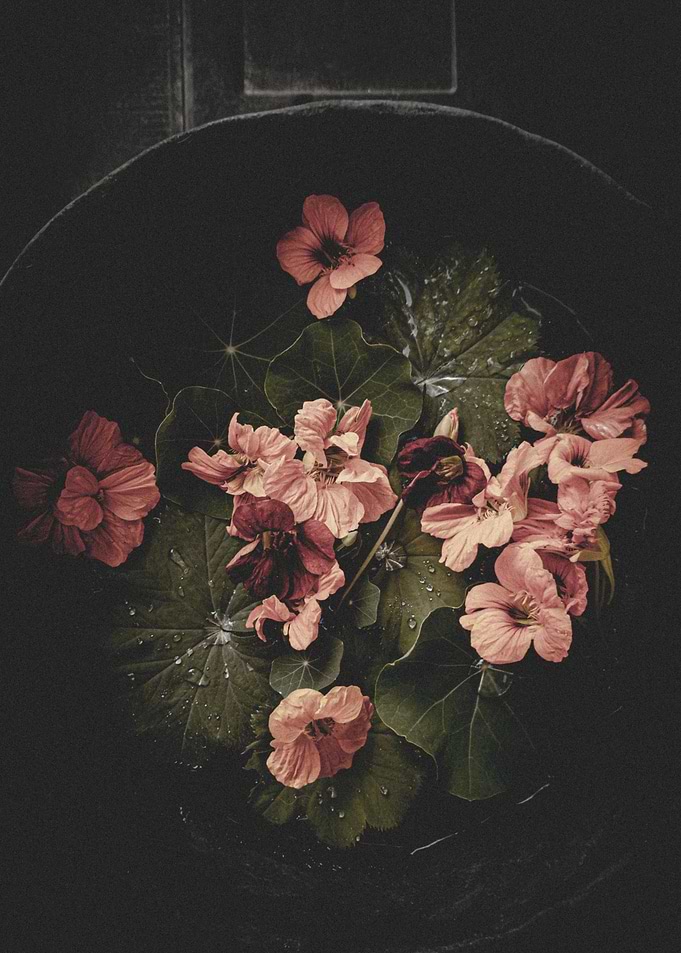 Nasturtium Elegance