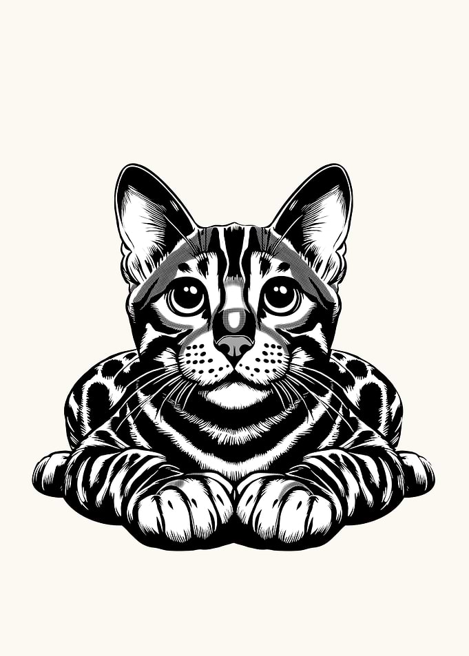 Bengal Cat
