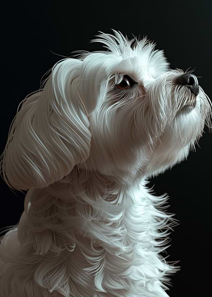 Maltese