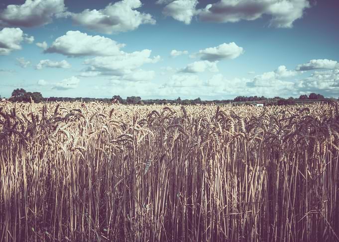Field of Gold