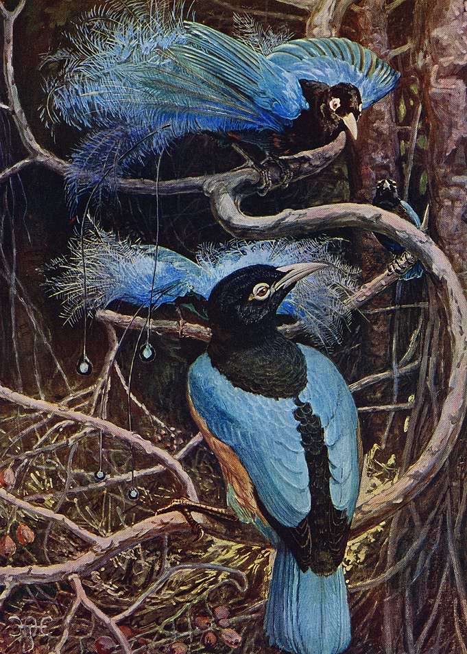 Blue Paradise Birds