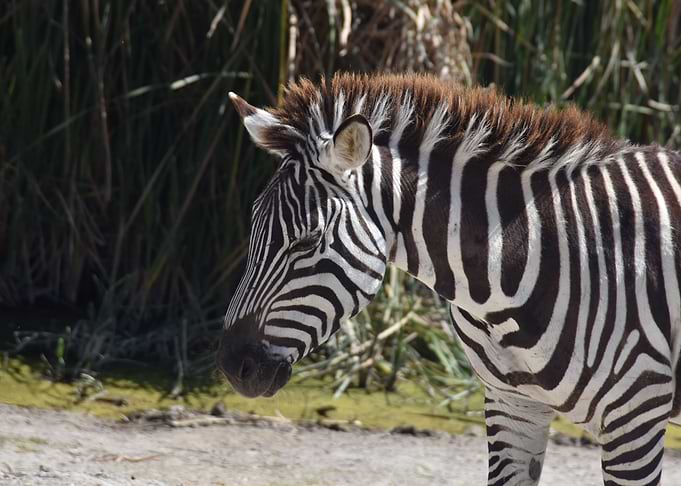 zebra