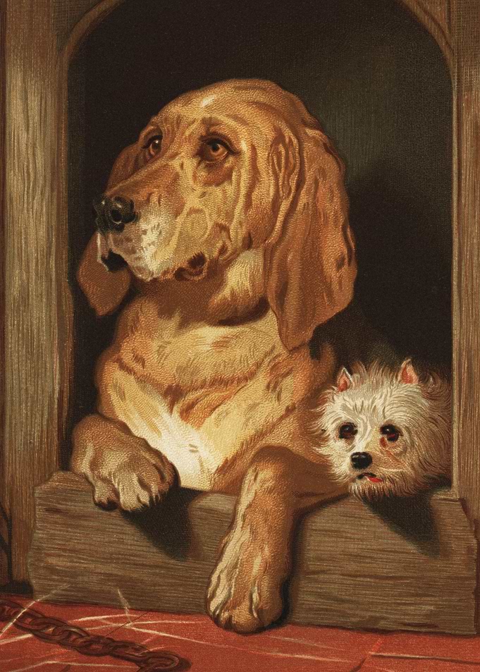 Dogs