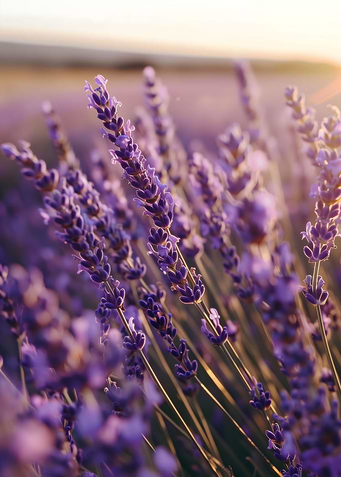 Lavender Bliss