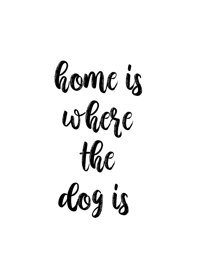 home is where the dog is