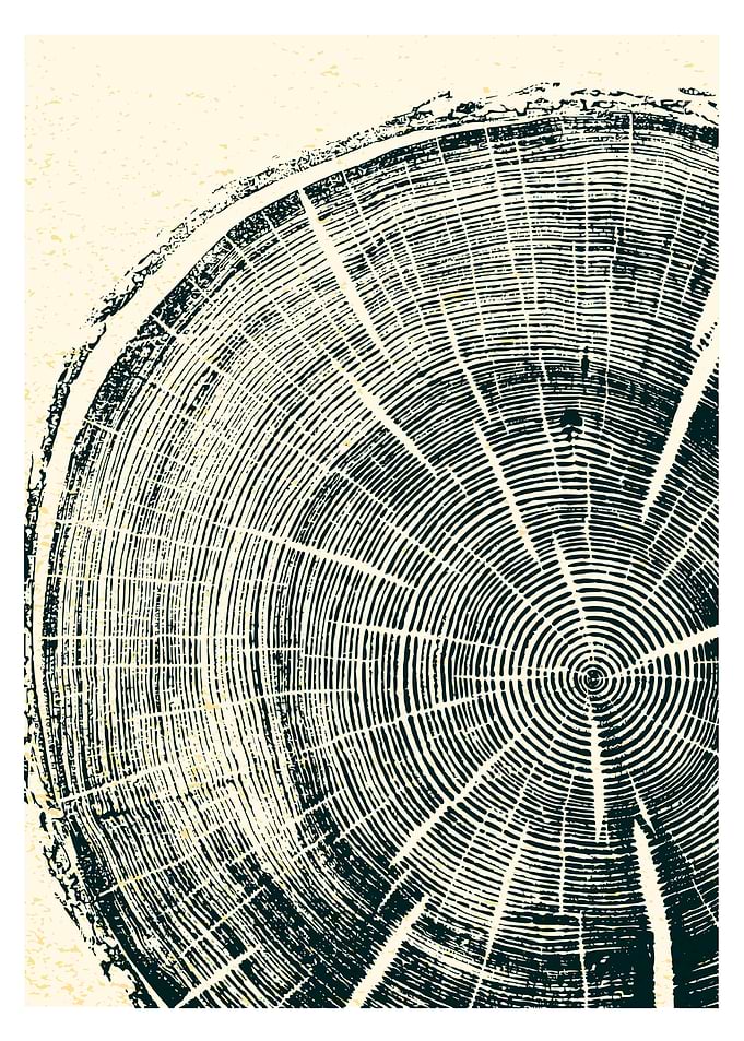 tree rings