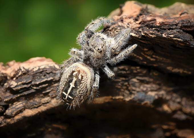 Phidippus texanus spider