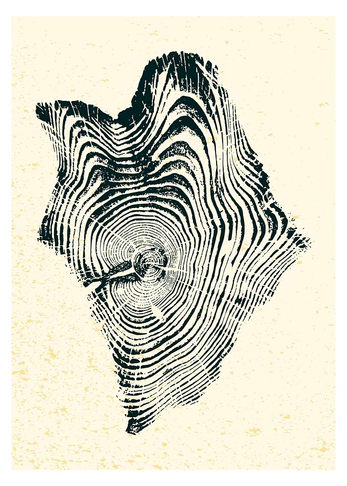 tree ring 02