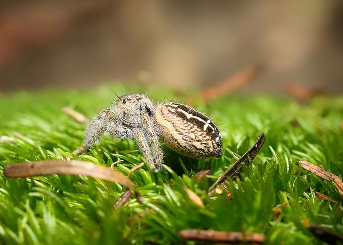 Phidippus texanus spider