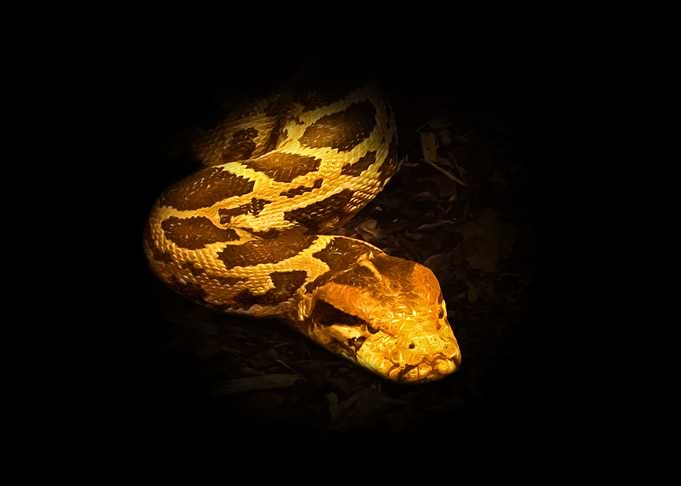 Python