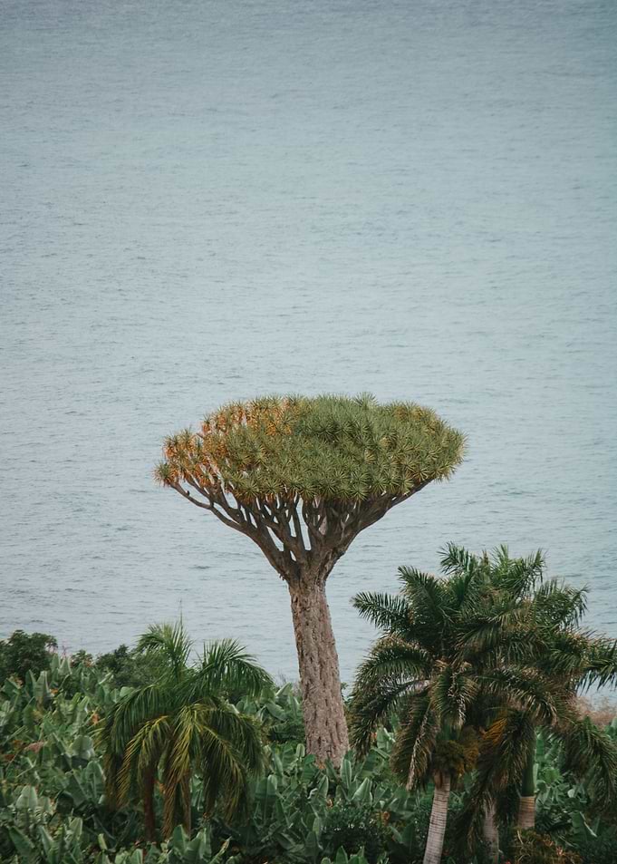 Dragon Tree by Sea