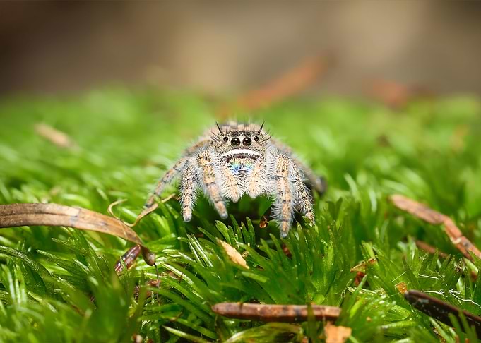 Phidippus texanus spider