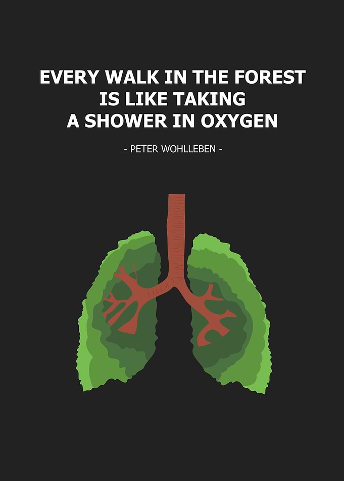 every walk in the forest