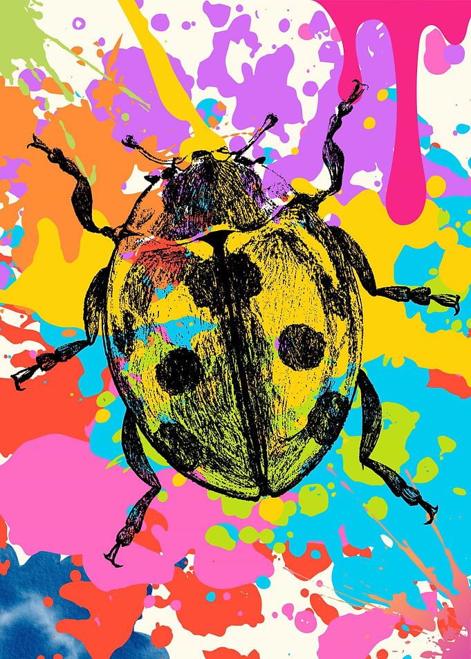 Colorful Black Leaf Beetle