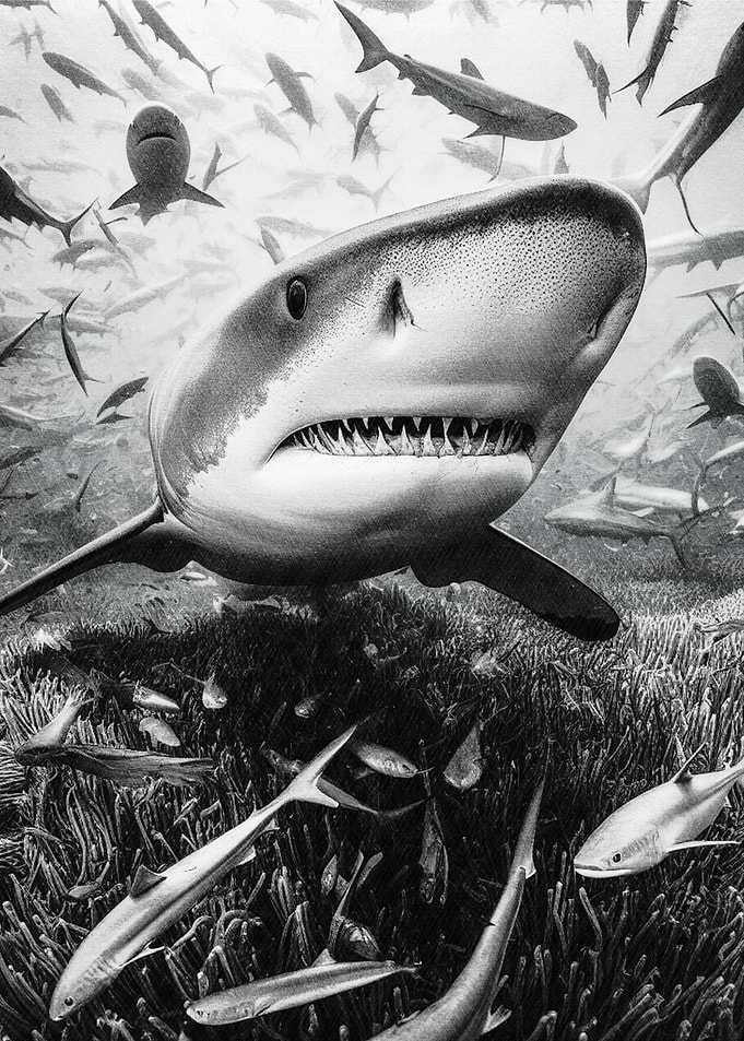 Flock of sharks