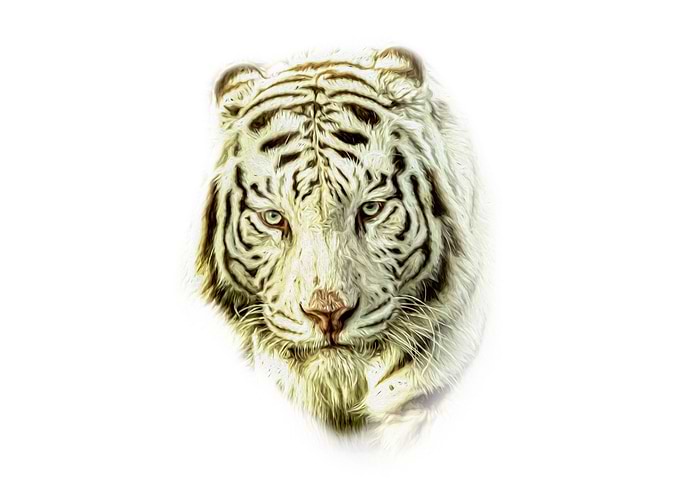 White tiger
