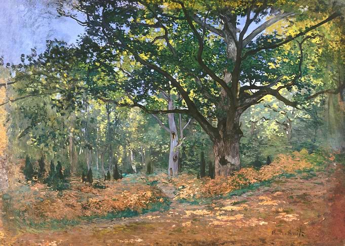 The Bodmer Oak