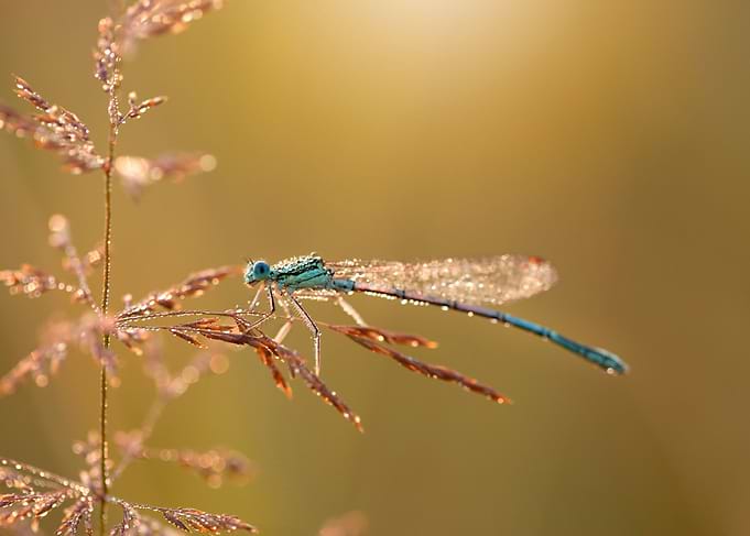 Dragonfly