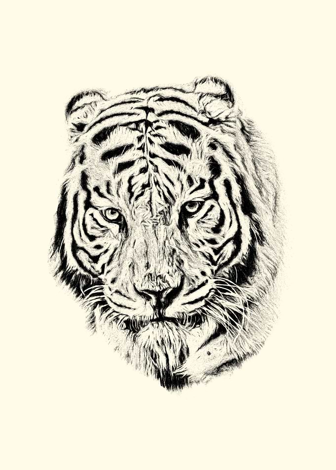 Tiger portrait