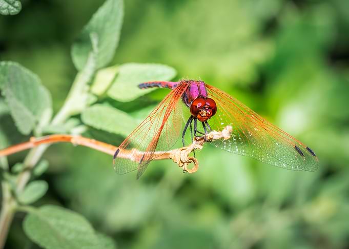 Red dragonfly