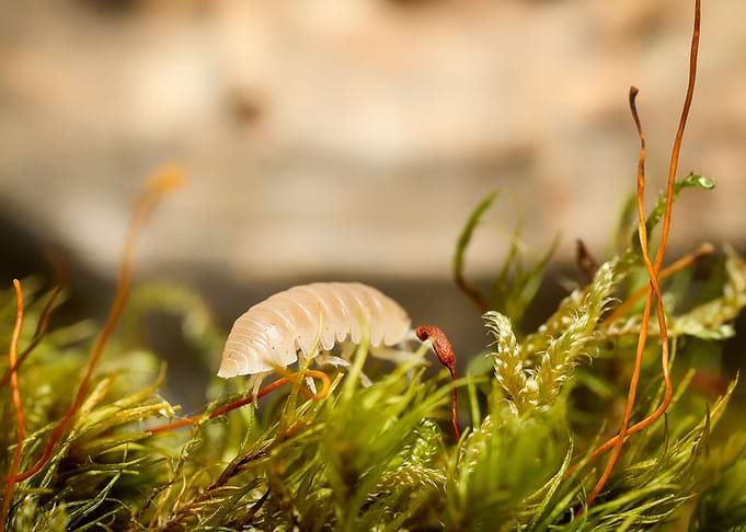 Armadillidium Albino terra