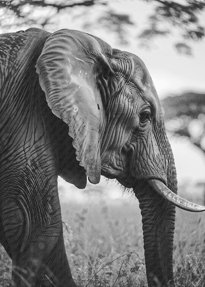 The elephants