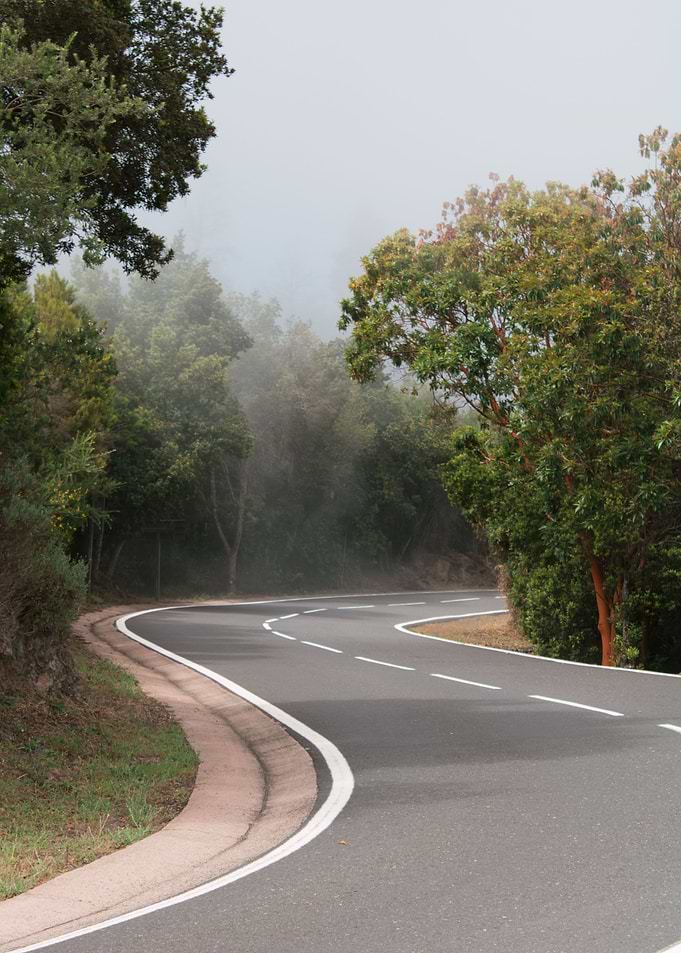 Misty Forest Road