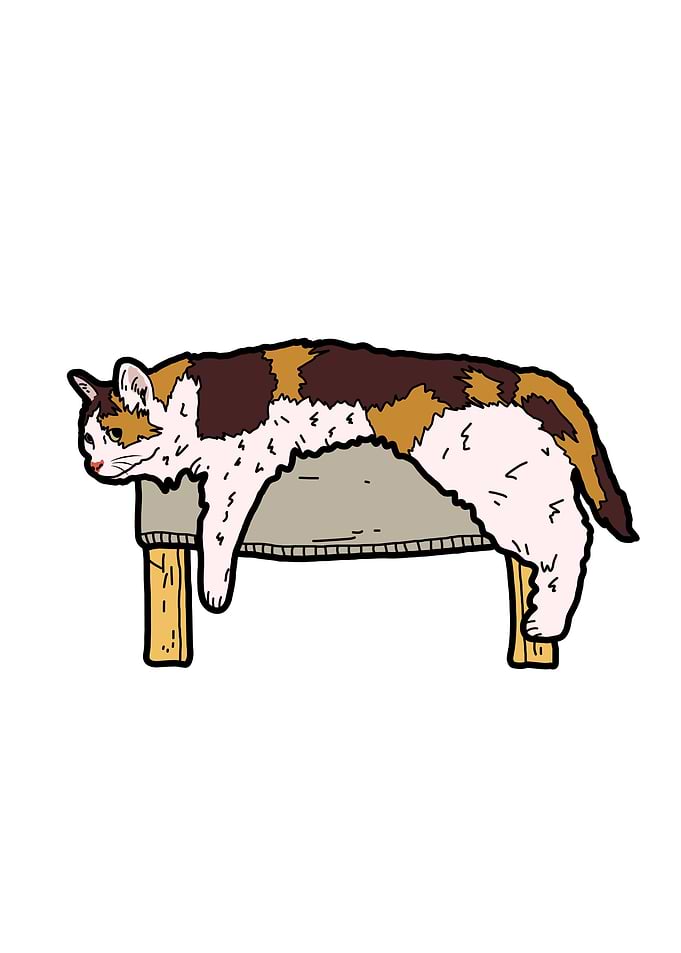 Funny cat