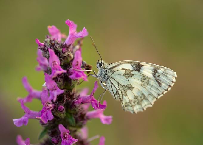 Summer butterfly