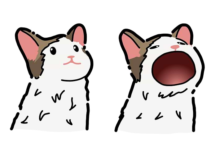 Pop cat