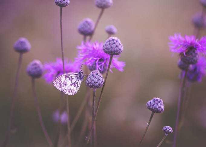 Summer butterfly