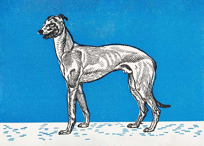 Greyhound