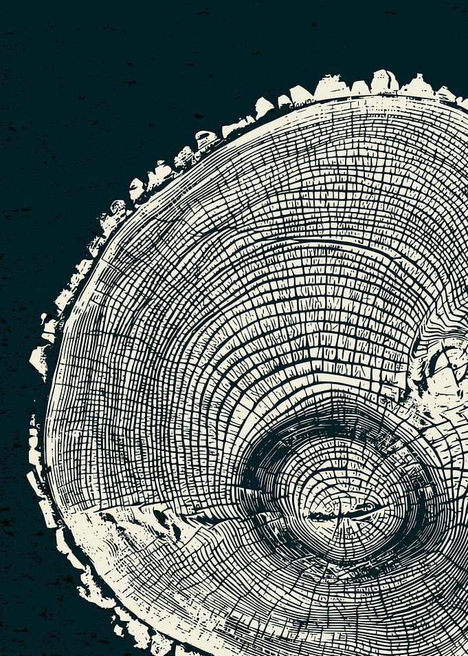 georgia pine tree ring