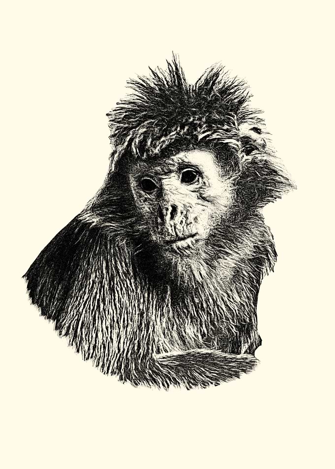 Javan langur