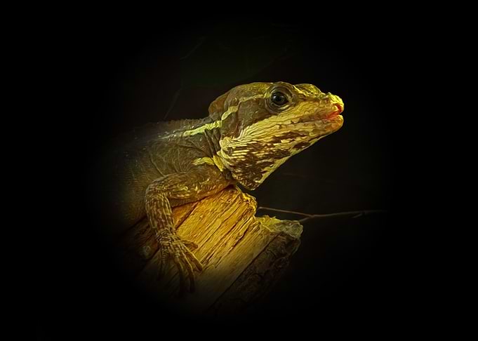 Basilisk